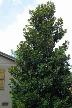 Claudia Wannamaker Southern Magnolia - 7 Gallon Pot (4-5') -Garden Wisp Sales Store Magnolia Claudia Wannamaker 4 1