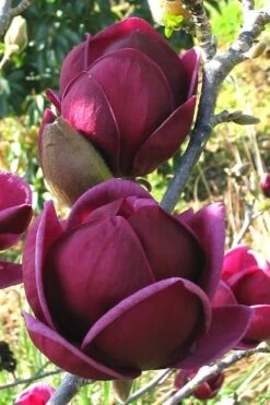 Genie Magnolia Tulip Tree - 7 Gallon Pot (6-7')