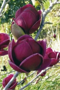 Genie Magnolia Tulip Tree - 7 Gallon Pot (3-4') 17 Genie Magnolia Tulip Tree - 7 Gallon Pot (3-4') -Garden Wisp Sales Store Magnolia Genie 10