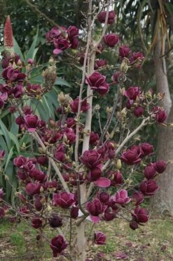 Genie Magnolia Tulip Tree - 7 Gallon Pot (6-7') 12 Genie Magnolia Tulip Tree - 7 Gallon Pot (6-7') -Garden Wisp Sales Store Magnolia Genie 21 1