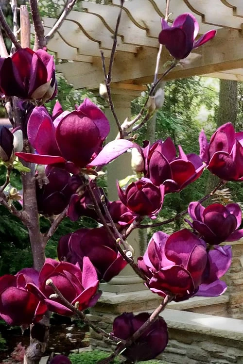 Genie Magnolia Tulip Tree - 7 Gallon Pot (3-4') 5 Genie Magnolia Tulip Tree - 7 Gallon Pot (3-4') - Image 5