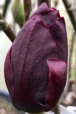 Genie Magnolia Tulip Tree - 7 Gallon Pot (3-4') 15 Genie Magnolia Tulip Tree - 7 Gallon Pot (3-4') -Garden Wisp Sales Store Magnolia Genie 8