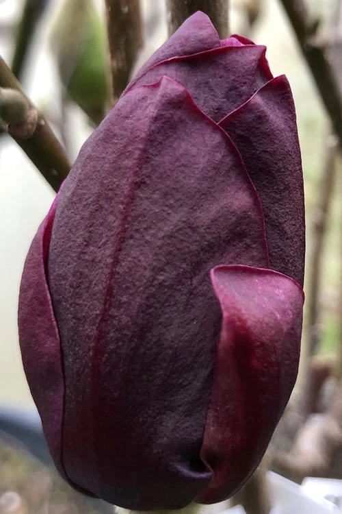 Genie Magnolia Tulip Tree - 7 Gallon Pot (3-4') 7 Genie Magnolia Tulip Tree - 7 Gallon Pot (3-4') - Image 7