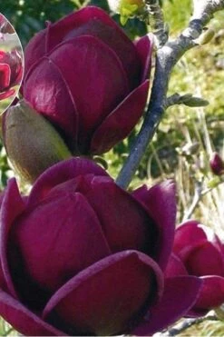 Genie Magnolia Tulip Tree - 7 Gallon Pot (3-4') 16 Genie Magnolia Tulip Tree - 7 Gallon Pot (3-4') -Garden Wisp Sales Store Magnolia Genie 9