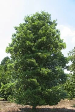 Green Shadow Sweetbay Magnolia Tree (Magnolia Virginiana) - 3 Gallon Pot (3-4') -Garden Wisp Sales Store Magnolia Green Shadow Sweetbay Mature