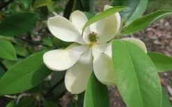 Green Shadow Sweetbay Magnolia Tree (Magnolia Virginiana) - 3 Gallon Pot (3-4') -Garden Wisp Sales Store Magnolia GreenShadow Sweet Bay Flower 2