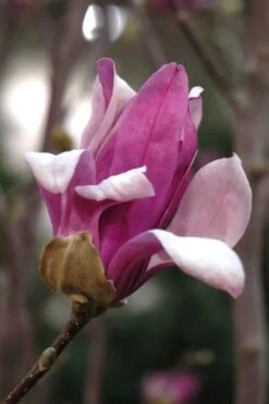 Leonard Messel Star Magnolia - 3 Gallon Pot -Garden Wisp Sales Store Magnolia Leonard Messel 25