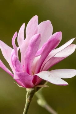Leonard Messel Star Magnolia - 3 Gallon Pot -Garden Wisp Sales Store Magnolia Leonard Messel 26