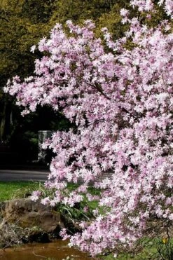 Leonard Messel Star Magnolia - 3 Gallon Pot -Garden Wisp Sales Store Magnolia Leonard Messel 3