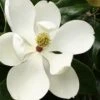 Little Gem Dwarf Southern Magnolia - 3 Gallon Pot (2.5-3.5')