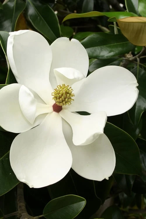 Little Gem Dwarf Southern Magnolia - 7 Gallon Pot (3-4') 1 Little Gem Dwarf Southern Magnolia - 7 Gallon Pot (3-4')