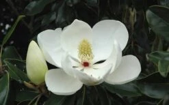 Little Gem Dwarf Southern Magnolia - 7 Gallon Pot (3-4') 17 Little Gem Dwarf Southern Magnolia - 7 Gallon Pot (3-4') -Garden Wisp Sales Store Magnolia Little Gem Bloom 2