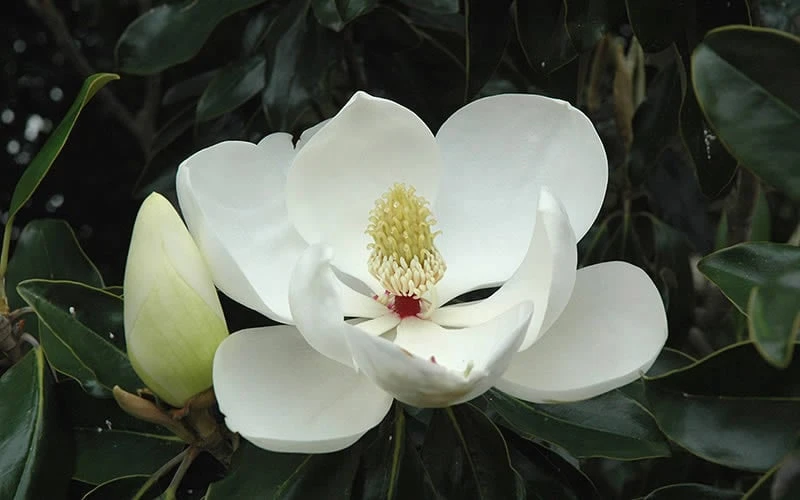 Little Gem Dwarf Southern Magnolia - 7 Gallon Pot (3-4') 9 Little Gem Dwarf Southern Magnolia - 7 Gallon Pot (3-4') - Image 9