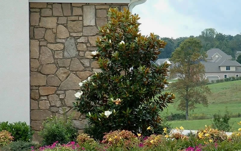 Little Gem Dwarf Southern Magnolia - 7 Gallon Pot (3-4') 7 Little Gem Dwarf Southern Magnolia - 7 Gallon Pot (3-4') - Image 7
