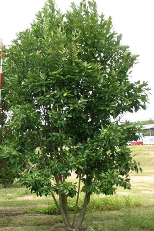 Moonglow Sweetbay Magnolia Tree (Magnolia Virginiana 'Jim Wilson') - 7 Gallon Pot (5-6') 4 Moonglow Sweetbay Magnolia Tree (Magnolia Virginiana 'Jim Wilson') - 7 Gallon Pot (5-6') - Image 4