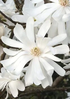 Royal Star Magnolia - 2 Gallon Pot 13 Royal Star Magnolia - 2 Gallon Pot -Garden Wisp Sales Store Magnolia Royal Star 10