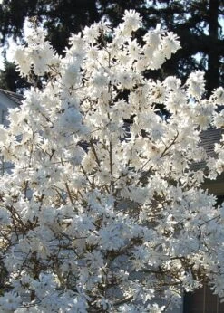 Royal Star Magnolia - 2 Gallon Pot 12 Royal Star Magnolia - 2 Gallon Pot -Garden Wisp Sales Store Magnolia Royal Star 11