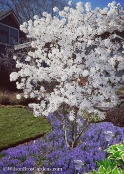 Royal Star Magnolia - 1 Gallon Pot -Garden Wisp Sales Store Magnolia Royal Star 12 2