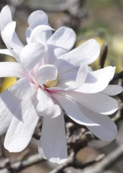 Royal Star Magnolia - 2 Gallon Pot