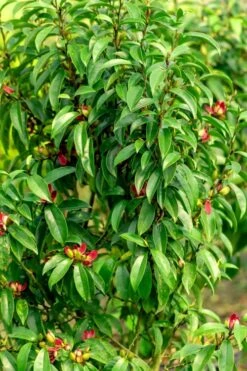 Stellar Ruby Magnolia X Figo - Banana Shrub Hybrid - 7 Gallon Pot (3-4') -Garden Wisp Sales Store Magnolia Stellar Ruby 4 1