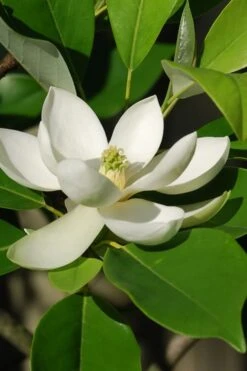 Southern Sweet Bay Swamp Magnolia (M.v. Australis) - 7 Gallon Pot (6-7') 13 Southern Sweet Bay Swamp Magnolia (M.v. Australis) - 7 Gallon Pot (6-7') -Garden Wisp Sales Store Magnolia Sweet Bay 10