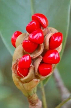 Southern Sweet Bay Swamp Magnolia (M.v. Australis) - 7 Gallon Pot (6-7') 12 Southern Sweet Bay Swamp Magnolia (M.v. Australis) - 7 Gallon Pot (6-7') -Garden Wisp Sales Store Magnolia Sweet Bay 14