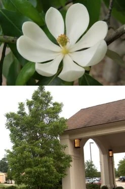 Southern Sweet Bay Swamp Magnolia (M.v. Australis) - 7 Gallon Pot (6-7') 11 Southern Sweet Bay Swamp Magnolia (M.v. Australis) - 7 Gallon Pot (6-7') -Garden Wisp Sales Store Magnolia Sweetbay 2 500x750 1