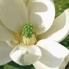 Moonglow Sweetbay Magnolia Tree (Magnolia Virginiana 'Jim Wilson') - 7 Gallon Pot (5-6')
