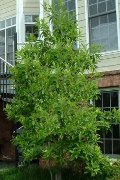 Northern Belle Sweetbay Magnolia Tree (Magnolia Virginiana) - 7 Gallon Pot (5-6') 9 Northern Belle Sweetbay Magnolia Tree (Magnolia Virginiana) - 7 Gallon Pot (5-6') -Garden Wisp Sales Store Magnolia Sweetbay Northern Belle 2