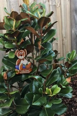 Teddy Bear Dwarf Southern Magnolia - 7 Gallon Pot (3-4') -Garden Wisp Sales Store Magnolia Teddy Bear 4