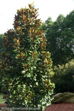Teddy Bear Dwarf Southern Magnolia - 7 Gallon Pot (3-4') -Garden Wisp Sales Store Magnolia Teddy Bear 5