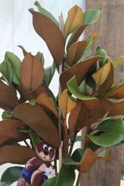 Teddy Bear Dwarf Southern Magnolia - 7 Gallon Pot (3-4') -Garden Wisp Sales Store Magnolia Teddy Bear 6