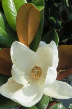 Teddy Bear Dwarf Southern Magnolia - 7 Gallon Pot (3-4') -Garden Wisp Sales Store Magnolia Teddy Bear 7
