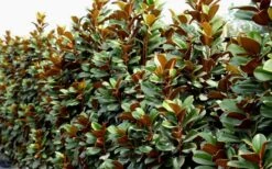 Teddy Bear Dwarf Southern Magnolia - 7 Gallon Pot (3-4') -Garden Wisp Sales Store Magnolia Teddy Bear 8