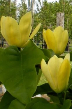 Yellow Bird Magnolia Tulip Tree - 1 Gallon Pot -Garden Wisp Sales Store Magnolia Yellow Bird 10 1