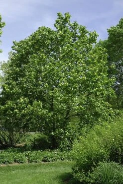 Yellow Bird Magnolia Tulip Tree - 3 Gallon Pot -Garden Wisp Sales Store Magnolia Yellow Bird 100