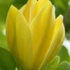 Yellow Bird Magnolia Tulip Tree - 1 Gallon Pot