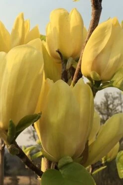 Yellow Bird Magnolia Tulip Tree - 3 Gallon Pot -Garden Wisp Sales Store Magnolia Yellow Bird 14