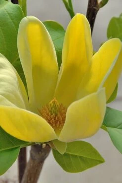 Yellow Bird Magnolia Tulip Tree - 3 Gallon Pot -Garden Wisp Sales Store Magnolia Yellow Bird 16