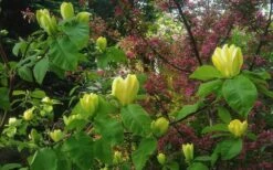Yellow Bird Magnolia Tulip Tree - 1 Gallon Pot -Garden Wisp Sales Store Magnolia Yellow Bird 18 1