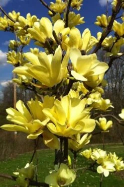 Yellow Bird Magnolia Tulip Tree - 3 Gallon Pot -Garden Wisp Sales Store Magnolia Yellow Bird 32
