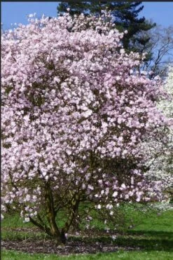Centennial Blush Star Magnolia - 3 Gallon Pot -Garden Wisp Sales Store Magnolia stellata centennial blush 2