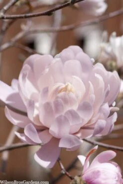 Centennial Blush Star Magnolia - 3 Gallon Pot -Garden Wisp Sales Store Magnolia stellata centennial blush 3