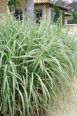 Variegated Maiden Grass - Miscanthus Sinensis 'Variegatus' - 6 Pack Of 1 Gallon Pots 9 Variegated Maiden Grass - Miscanthus Sinensis 'Variegatus' - 6 Pack Of 1 Gallon Pots -Garden Wisp Sales Store Maiden Grass Variegated 11