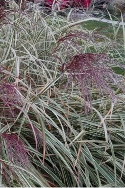 Variegated Maiden Grass - Miscanthus Sinensis 'Variegatus' - 6 Pack Of 1 Gallon Pots 10 Variegated Maiden Grass - Miscanthus Sinensis 'Variegatus' - 6 Pack Of 1 Gallon Pots -Garden Wisp Sales Store Maiden Grass Variegated 12