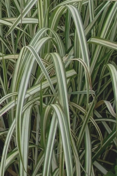 Variegated Maiden Grass - Miscanthus Sinensis 'Variegatus' - 3 Gallon Pot 6 Variegated Maiden Grass - Miscanthus Sinensis 'Variegatus' - 3 Gallon Pot - Image 6