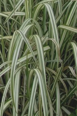 Variegated Maiden Grass - Miscanthus Sinensis 'Variegatus' - 6 Pack Of 1 Gallon Pots 11 Variegated Maiden Grass - Miscanthus Sinensis 'Variegatus' - 6 Pack Of 1 Gallon Pots -Garden Wisp Sales Store Maiden Grass Variegated 13