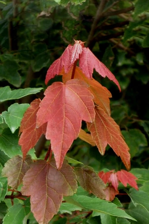 Summer Red Maple Tree - 2 Gallon Pot 1 Summer Red Maple Tree - 2 Gallon Pot