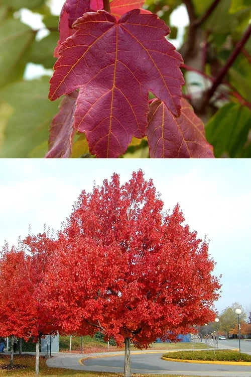 Summer Red Maple Tree - 2 Gallon Pot 4 Summer Red Maple Tree - 2 Gallon Pot - Image 4