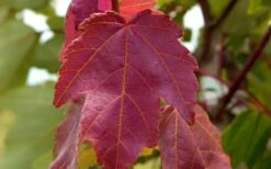 Summer Red Maple Tree - 2 Gallon Pot 11 Summer Red Maple Tree - 2 Gallon Pot -Garden Wisp Sales Store Maple Summer Red Leaf